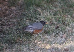 Turdus migratorius