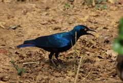 Lamprotornis chalcurus