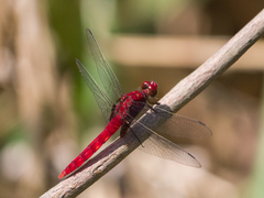 Erythemis mithroides