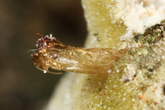Ditomyiidae