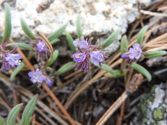 Phacelia quickii