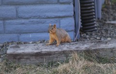Sciurus niger