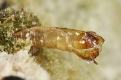 Ditomyiidae