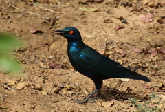 Lamprotornis chalcurus