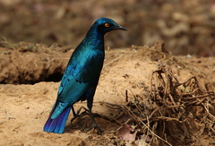 Lamprotornis chalcurus