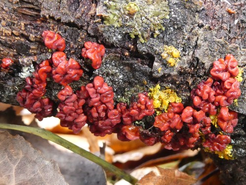 Red Tree Brain Fungus (Peniophora rufa)