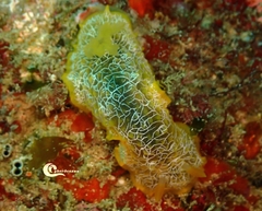 Doriopsilla areolata