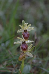 Ophrys exaltata