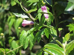 Ipomoea mauritiana