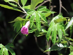Ipomoea mauritiana