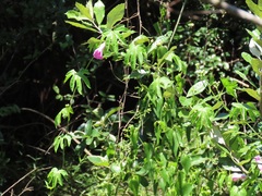 Ipomoea mauritiana