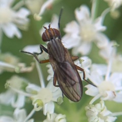 Pherbellia cinerella