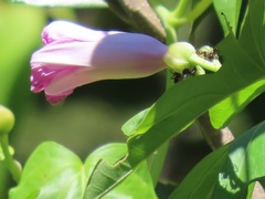 Ipomoea mauritiana
