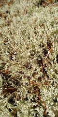 Cladonia boryi
