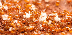 Solenopsis aurea