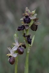 Ophrys exaltata