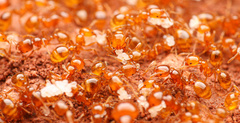 Solenopsis aurea