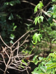 Ipomoea mauritiana