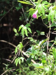 Ipomoea mauritiana