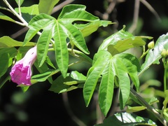 Ipomoea mauritiana