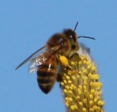 Apis mellifera