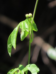 Ipomoea mauritiana