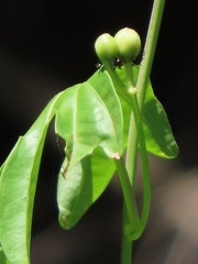 Ipomoea mauritiana