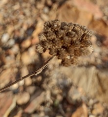 Achillea ageratum