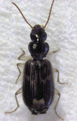 Anomotarus variegatus