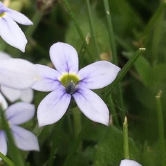 Lobelia pedunculata