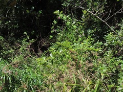 Ipomoea mauritiana
