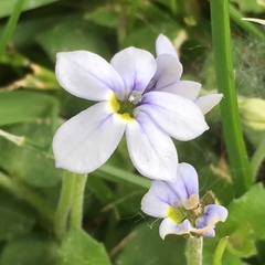 Lobelia pedunculata