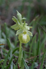 Ophrys exaltata