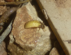 Lamprohiza mulsantii