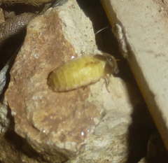 Lamprohiza mulsantii