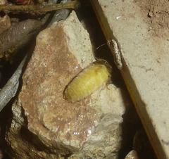 Lamprohiza mulsantii