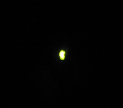 Lamprohiza mulsantii