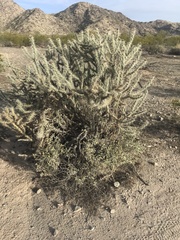 Cylindropuntia acanthocarpa