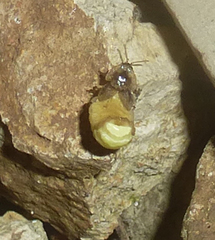 Lamprohiza mulsantii