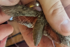 Erinnyis yucatana