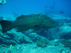 Mycteroperca rosacea