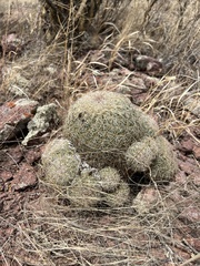 Coryphantha recurvata