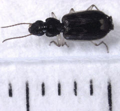 Anomotarus variegatus