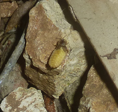 Lamprohiza mulsantii