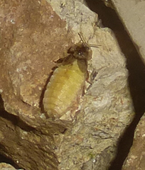 Lamprohiza mulsantii