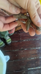 Erinnyis yucatana