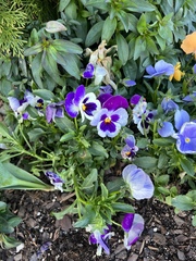 Viola × wittrockiana