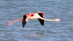 Phoenicopterus roseus