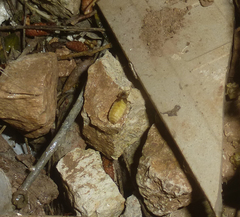 Lamprohiza mulsantii