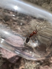 Odontomachus clarus